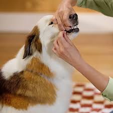 Administering Gabapentin to Dog