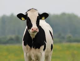 Cow Gestation Calculator