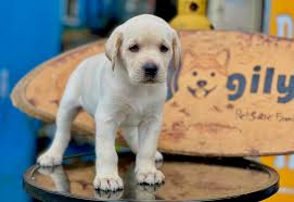 Dog Age Calculator