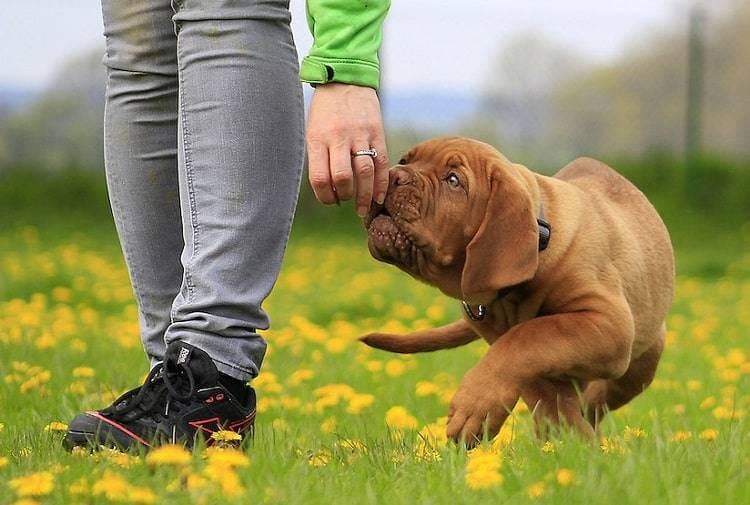 Brown Dog taking Gabapentin Drug